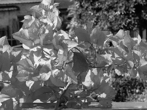 Flowers, Bougainvillea