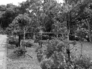 Garden, Bougainvillea