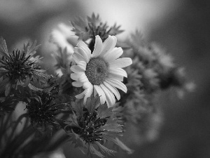 bouquet, cornflowers, Daisy