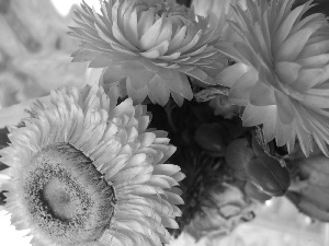 Helichrysum, bouquet