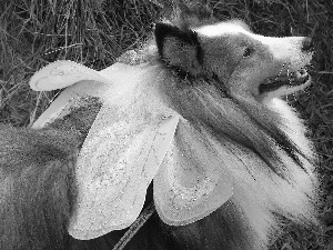 sheep-dog, bow, grass, Long-haired Scottish