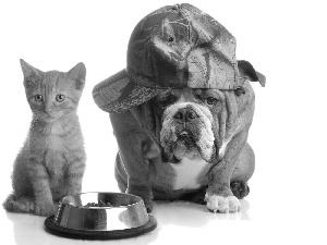 dog, cat, bowl, Hat