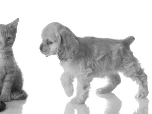 dog, Metal, bowl, cat