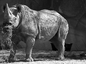 bowl, Rhino, grass