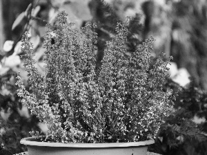 bowl, Pink, heathers