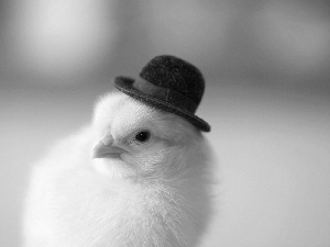 chicken, bowler