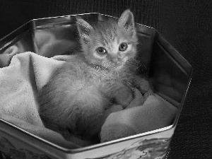 Box, ginger, kitten