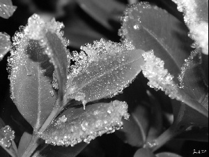 White frost, Leaf, Boxwood