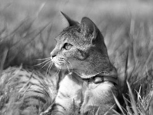 braces, cat, grass