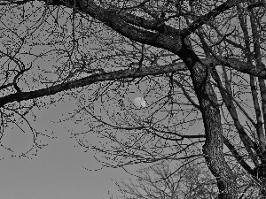 blue, trees, branch pics, Sky