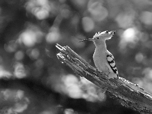 branch, Bird, booby