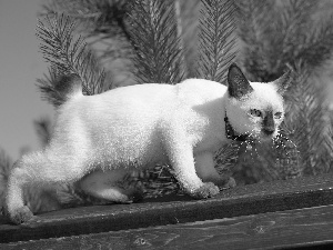 cat, board, branch pics, White