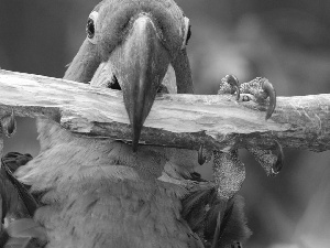 Eyes, Blue, branch, claws, nose, parrot