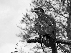 eagle, branch