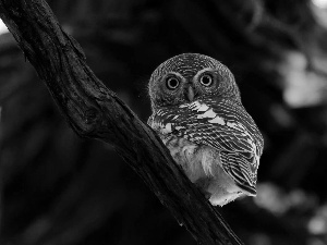owl, Eyes, branch, Little Owl