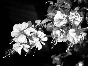 branch, Blossoming, fuchsia