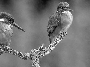 kingfishers, branch