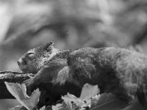 laying, an, branch, squirrel