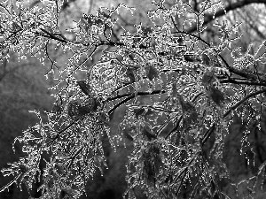 Leaf, icy, branch pics