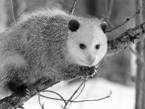 opossum, branch