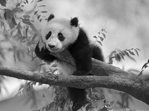 Panda, branch pics, Leaf, trees