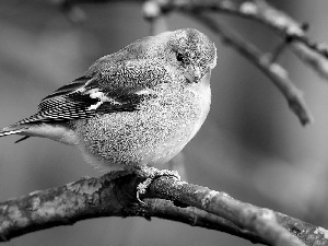 branch, Bird, Sparrow