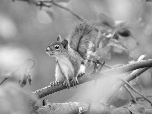 branch, Ginger, squirrel