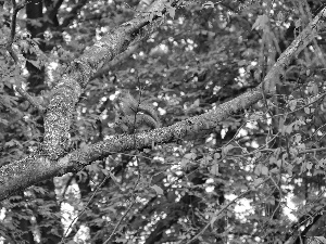 squirrel, trees, branch pics, Ginger