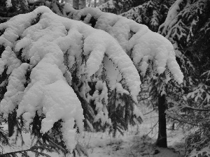Swierk, Snowy, branch pics