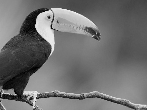 branch, Bird, Toucan