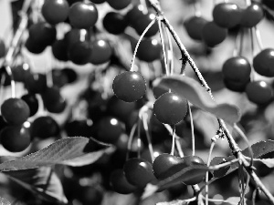 trees, cherries, branch pics