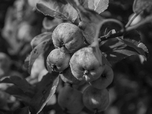 branch pics, apples, viewes, fruit, trees, Leaf