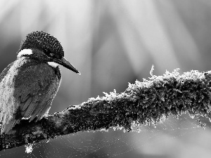 branch, Web, birdies, kingfisher, color