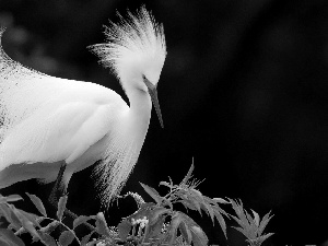 heron, green ones, branch pics, White