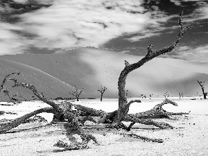 branches, Namibia, Dunes, dry, Desert