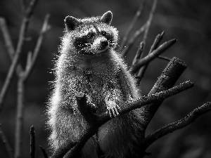 raccoon, branches