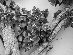 branches, Bougainvillea, wall