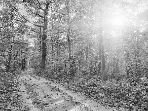 autumn, Path, light breaking through sky, forest