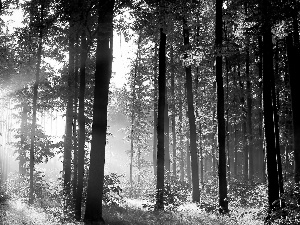 forest, viewes, light breaking through sky, trees