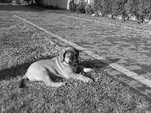 brick, paving, Puppy, English mastiff, honeyed