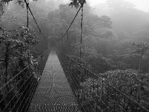 jungle, bridge