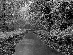 bridge, forest, River