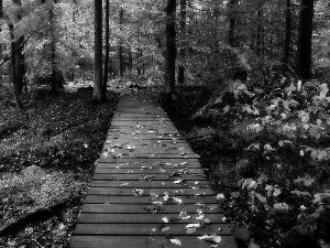 forest, autumn, bridges, Leaf