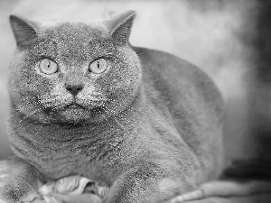 Yellow, Eyes, lying, British Shorthair Cat, Gray