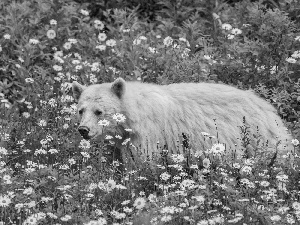 Meadow, Flowers Bears, From Colombia, British, bear