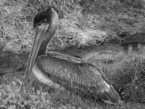 brook, pelican, brown