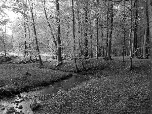 forest, viewes, brook, trees