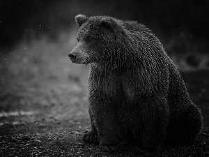 Brown bear