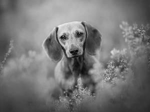 dog, dachshund, heathers, Brown