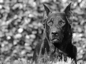 Eyes, Shepherd French Beauceron, Brown